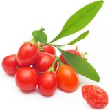 Murat Tohumculuk Süper Paket Goji Berry Tohumu Kurt Üzümü Tohumu Gojiberry Tohumu 250 Adet Tohum