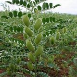 Murat Tohumculuk Süper Paket Nohut Tohumu Yerli Nohut Tohumu 400 Adet Tohum