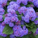 Murat Tohumculuk Vapur Dumanı Çiçeği Tohumu 10 Adet Tohum