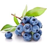 Murat Tohumculuk Yaban Mersini Tohumu Blueberry Tohumu Ekim Seti 10 Adet Tohum + Saksı + Toprak