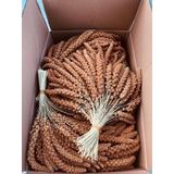 Murtcu Kızıl Dal Darı Protein Deposu Organik Kuş Yemi 1 Kg
