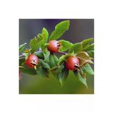 Muşmula Döngel Fidanı 30-60 Cm