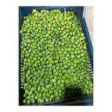 mut incisi zeytin & zeytinyağı MUT İNCİSİ – NET 6 KG GEMLİK (TRİLYE) YEŞİL ZEYTİN