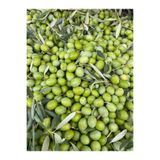 mut incisi zeytin & zeytinyağı MUT İNCİSİ – NET 7 KG GEMLİK (TRİLYE) YEŞİL ZEYTİN