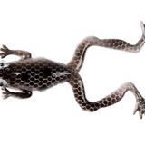 Mutant 3599 Killer Frog 6cm 3lü Silikon Kurbağa Suni Yem - B03