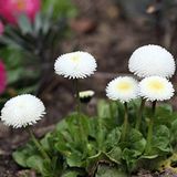 Mutlu Paket Bellis Perennis Beyaz Ponpon İngiliz Çayır Papatyası Çiçeği Tohumu(100 tohum)