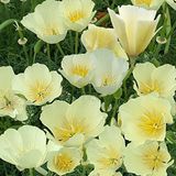 Mutlu Paket Beyaz Kaliforniya Gelincik Papaver Çiçeği Tohumu(100 tohum)