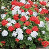 Mutlu Paket Colorama Karışık Renkli Hibrit Sardunya Çiçeği Tohumu (24 tohum)