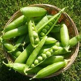 Mutlu Paket Doğal Geleneksel Bezelye Tohumu (25 gram)