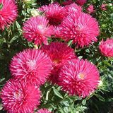 Mutlu Paket İğne Çiçekli Aster Çiçeği Tohumu (25 tohum)