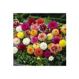 Mutlu Paket Karışık Renkli Bodur Mignon Dahlia Çiçeği Tohumu (80 tohum)
