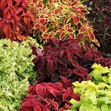 Mutlu Paket Karışık Renkli Kolyos (Coleus) Yaprak Güzeli Çiçeği Tohumu (100 tohum)