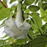 Mutlu Paket Katmerli Beyaz Brugmansia Meleklerin Borazanı Çiçeği Tohumu (5 tohum)