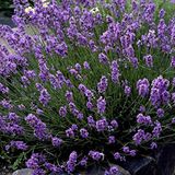 Mutlu Paket Lavandula Angustifolia Lavanta Çiçeği Tohumu(100 adet)