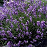 Mutlu Paket LavandulaAngustifolia Lavanta Çiçeği Tohumu(10 gram)