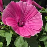 Mutlu Paket Lavatera Trimestris Regis Pembe Pamuk Çiçeği Tohumu (50 tohum)