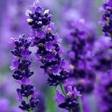 Mutlu Paket Limonium Sinuatum Deep Blue Deniz Lavantası Tohumu(30 tohum)