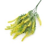 Mutlu Paket Limonium Sinuatum Deep Yellow Deniz Lavantası Tohumu(30 tohum)