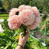 Mutlu Paket Paeony Duchesse Kayısı Renginde Pompon Aster Çiçeği Tohumu (50 tohum)
