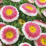 Mutlu Paket Pompon HiNoMaru Aster Çiçeği Tohumu (50 tohum)