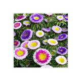 Mutlu Paket Pompon Hinomaru Karışık Renkli Aster Çiçeği Tohumu (50 tohum)