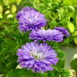 Mutlu Paket Pompon Mor Renkli Moon Aster Çiçeği Tohumu (50 tohum)