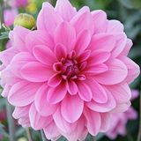Mutlu Paket Pompon Rose Aster Çiçeği Tohumu (50 tohum)