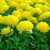 Mutlu Paket Soğuklara Dayanıklı Pompon Sarı Renkli Aster Çiçeği Tohumu (50 tohum)