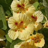 Mutlu Paket Tropaeolum Peach Melba Latin Çiçeği Tohumu (10 adet)