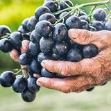 Mutlu Paket Tüplü Antep Karası Parmağı Kan Yapan Kurutmalık Sofralık Üzüm Fidanı