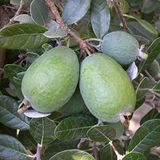 Mutlu Paket Tüplü Aromatik Feijoa Kaymak Ağacı Fidanı