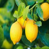 Mutlu Paket Tüplü Aşılı Bodur Yüksek Verimli Yediveren Limon Fidanı