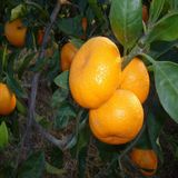 Mutlu Paket Tüplü Aşılı İthal Rize Satsuma Mandalina Fidanı