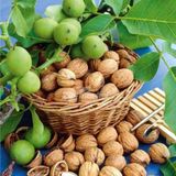 Mutlu Paket Tüplü Aşılı Yüksek Verimli Lara Ceviz Fidanı