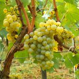 Mutlu Paket Tüplü Beyaz Şaraplık Chardonnay Üzüm Fidanı