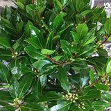 Mutlu Paket Tüplü Defne Ağacı (Laurus nobilis) Fidanı (80-120 cm) Büyük Saksı