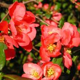 Mutlu Paket Tüplü Japanese Quince Japon Ayvası Fidanı