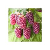 Mutlu Paket Tüplü Özel Böğürtlen Ahududu Melezi Loganberry Fidanı