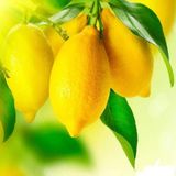 Mutlu Paket Tüplü Yarı Bodur Depolamaya Uygun Kütdiken Limon Fidanı