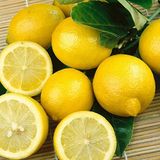 Mutlu Paket Tüplü Yoğun Kokulu Finike Beyaz Limon Fidanı