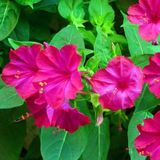 Mutlu Paket Violet Pink Akşam Sefası Çiçeği Tohumu(20 tohum)