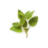 Mutlu Sebzeler Limon Çiçeği (Melisa) 25gr'lık 1 paket