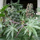 Mutlupaket Kırmızı Kene Castor Bean Çiçeği 5 Tohum