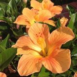 Mutlupaket Tropaeolum Single Apricot Latin Çiçeği 10 Tohum
