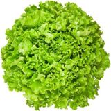 Mutlupaket Waldman'S Green Marul 90 Tohum