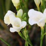 Mutlupaket White Color Freesia Beyaz Renkli Frezya Çiçeği Soğanı (5 Adet)