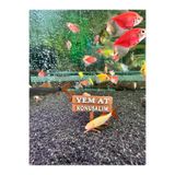 muyucraft Akvaryum Tabela Dekoru – “Yem At Konuşalım” – 4.5x5 cm Suya Batan Model TBL-45-YEM, one size