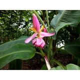 Muz Tohumu (Musa Ornata)