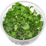 MWX Teknoloji Cardamine Lyrata In Canlı Bitki - Option-1