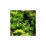 MWX Teknoloji Hygrophila Difformis 4-6 Kök Canlı Bitki